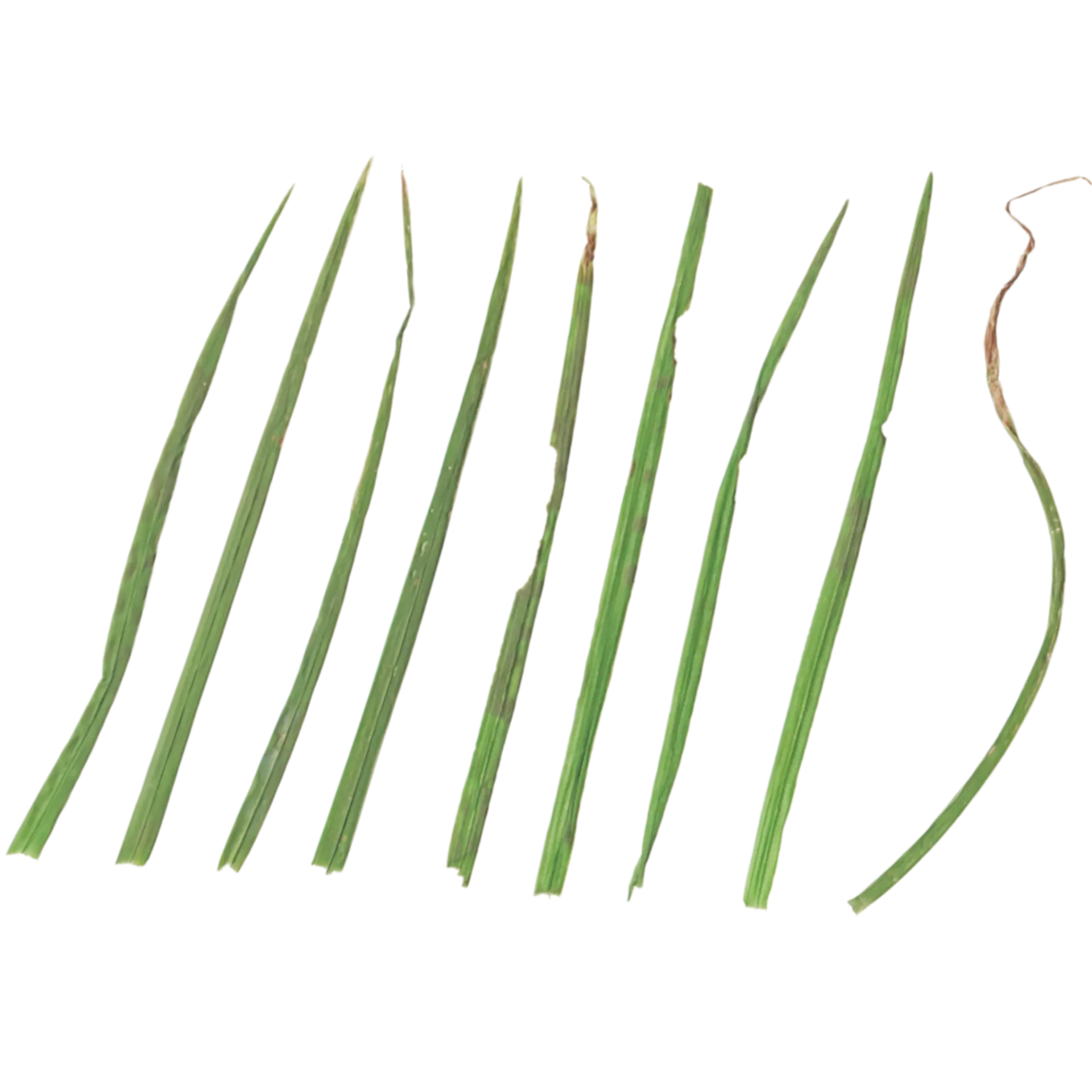 Foliage 001