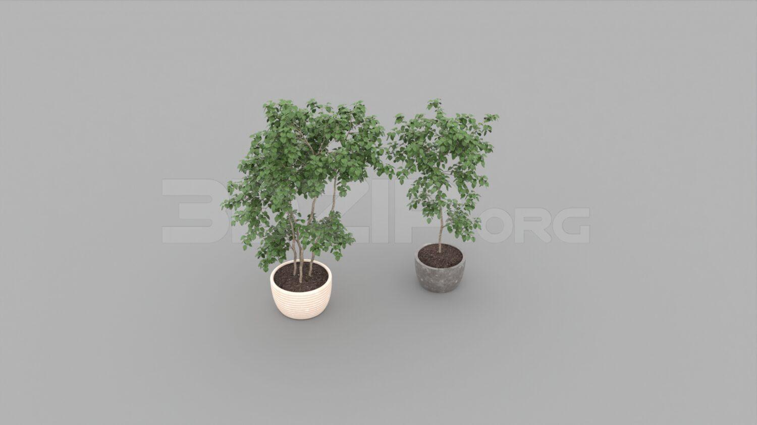 Plant