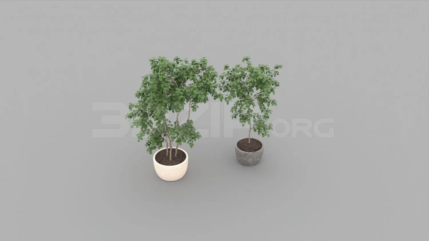 Plant