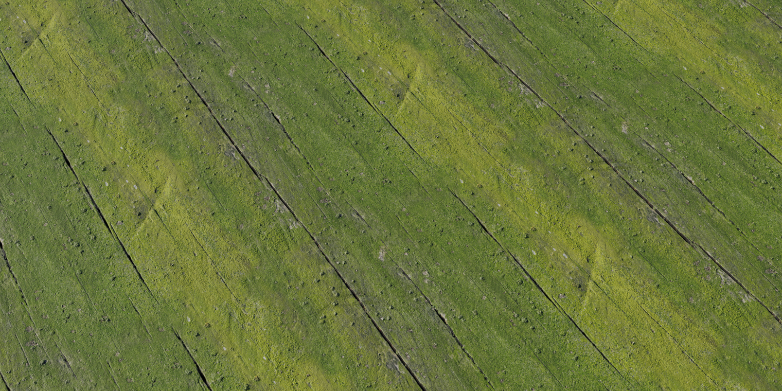 Moss Wood