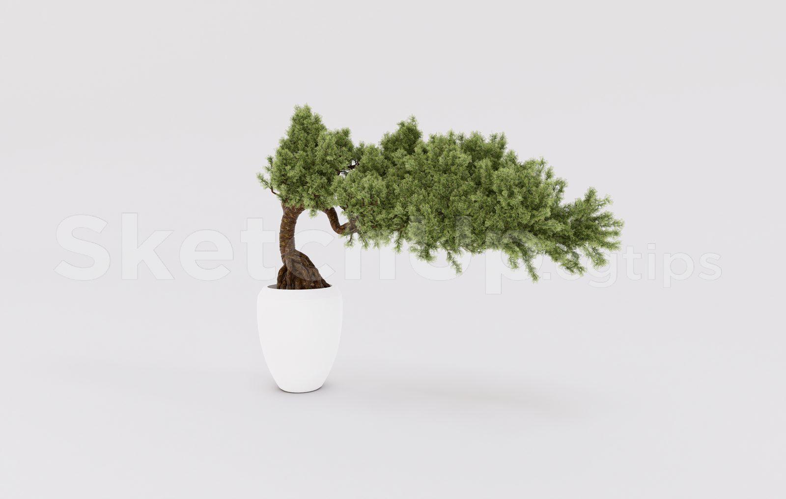 BonSai Tree