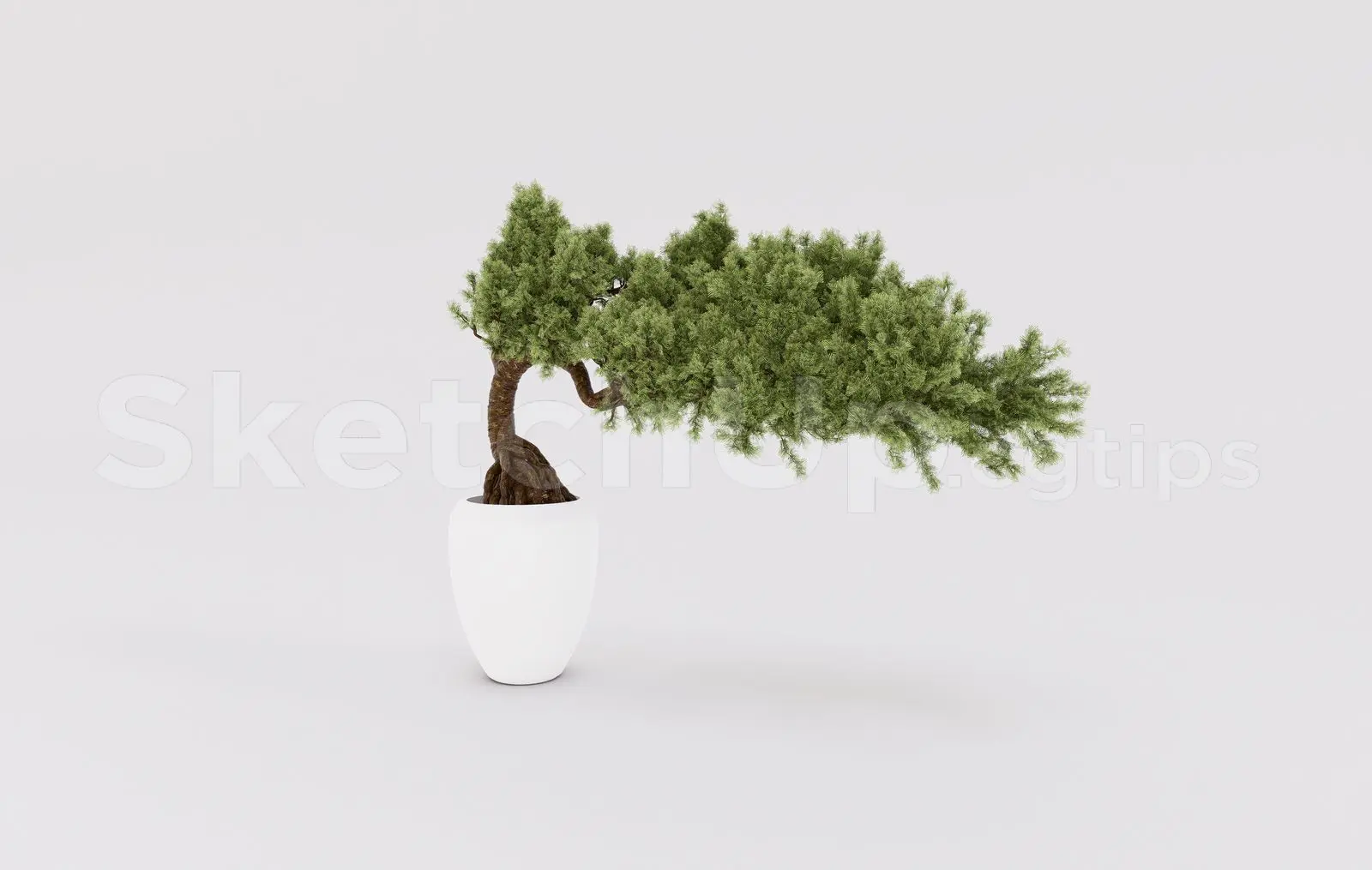 BonSai Tree