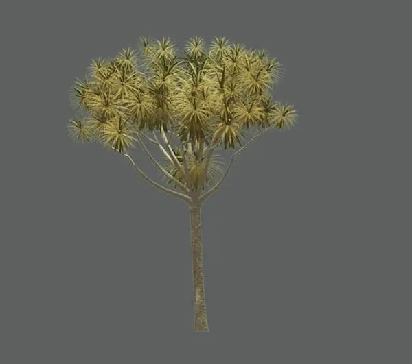 Tree_Tropical
