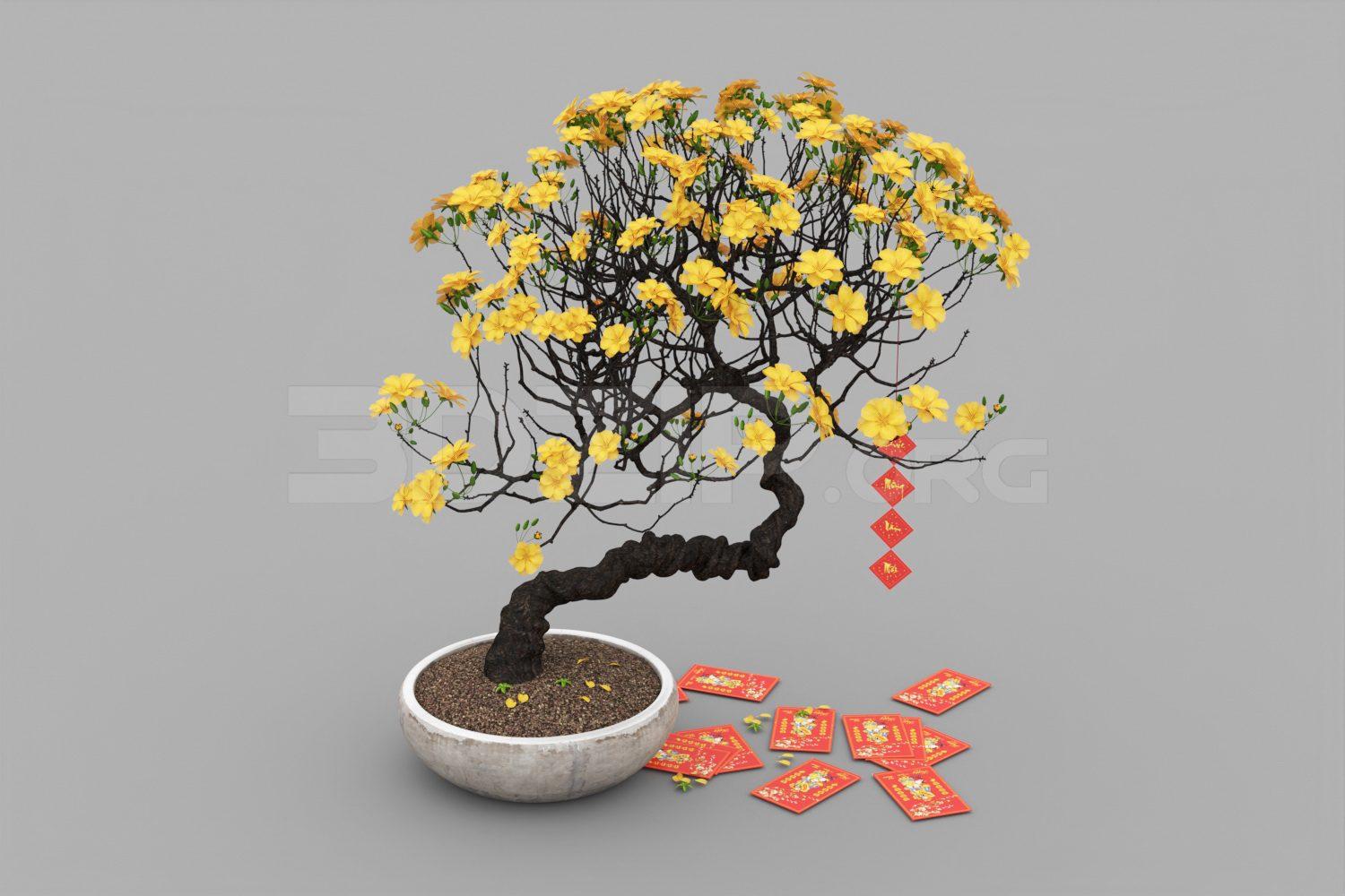 Plant