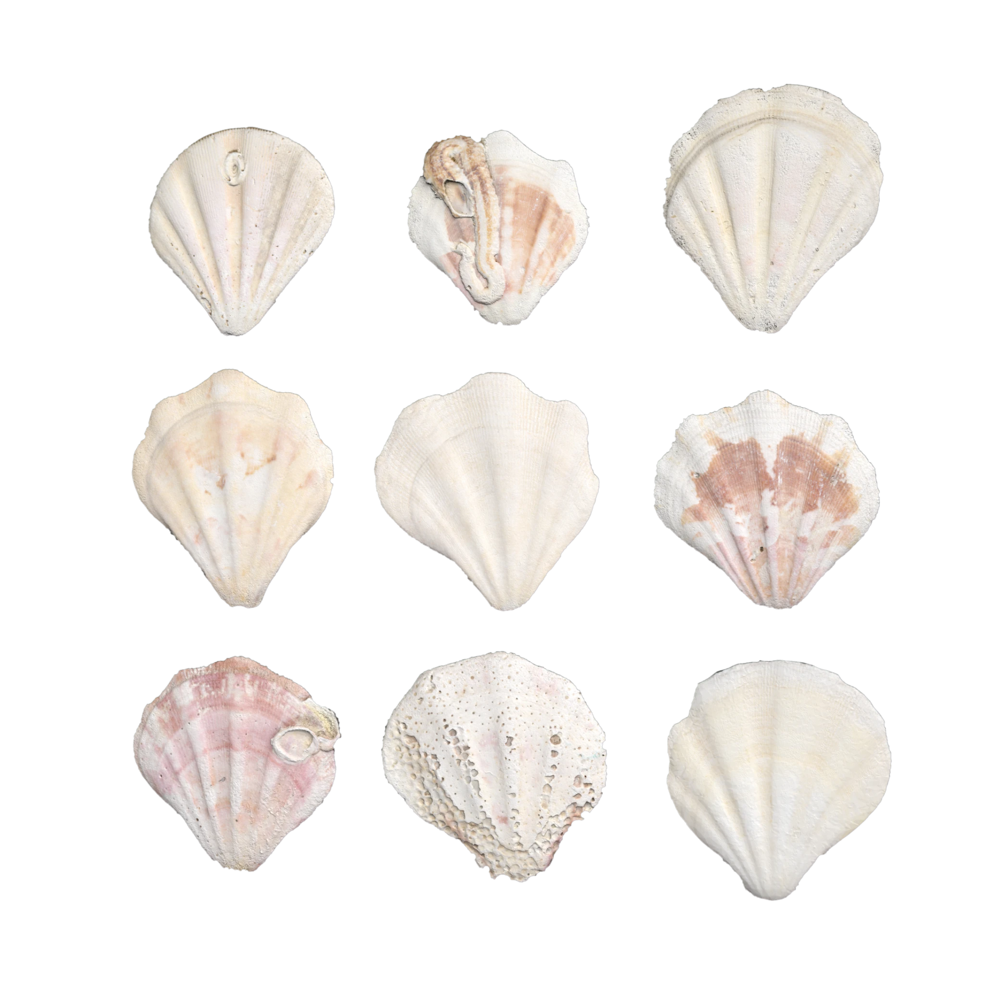 Shell Set 001