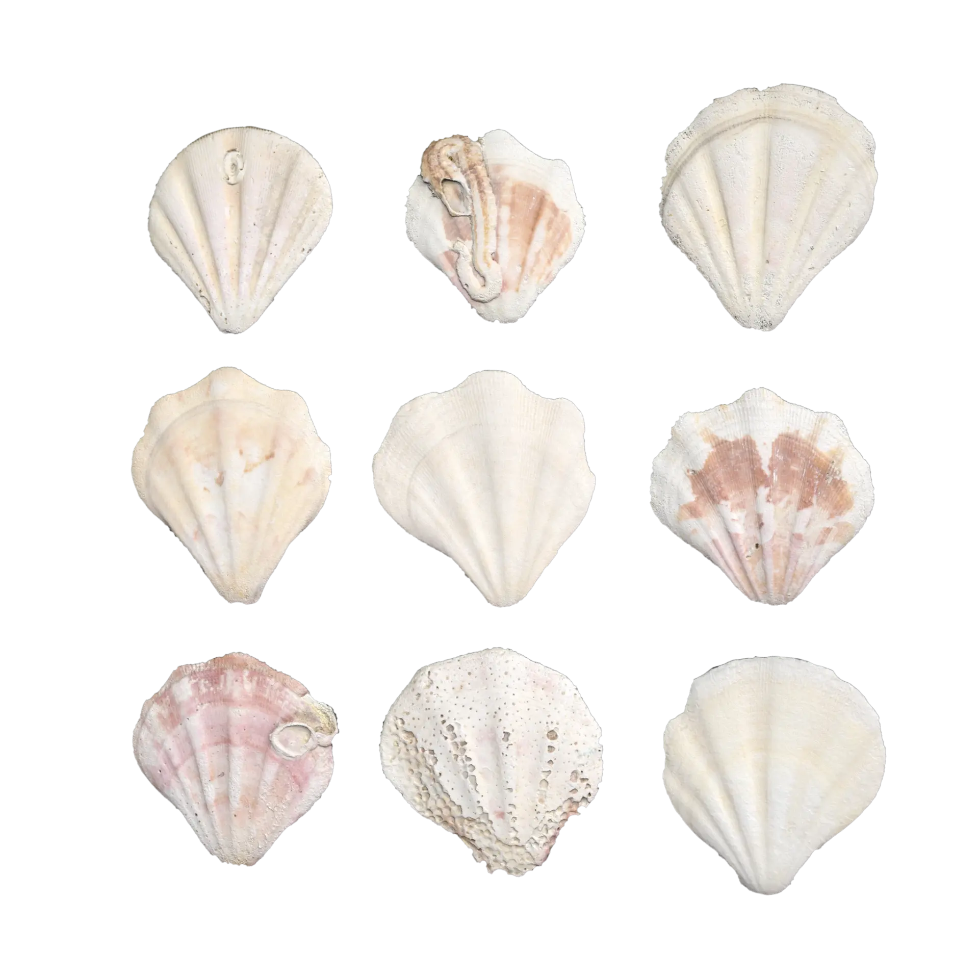 Shell Set 001