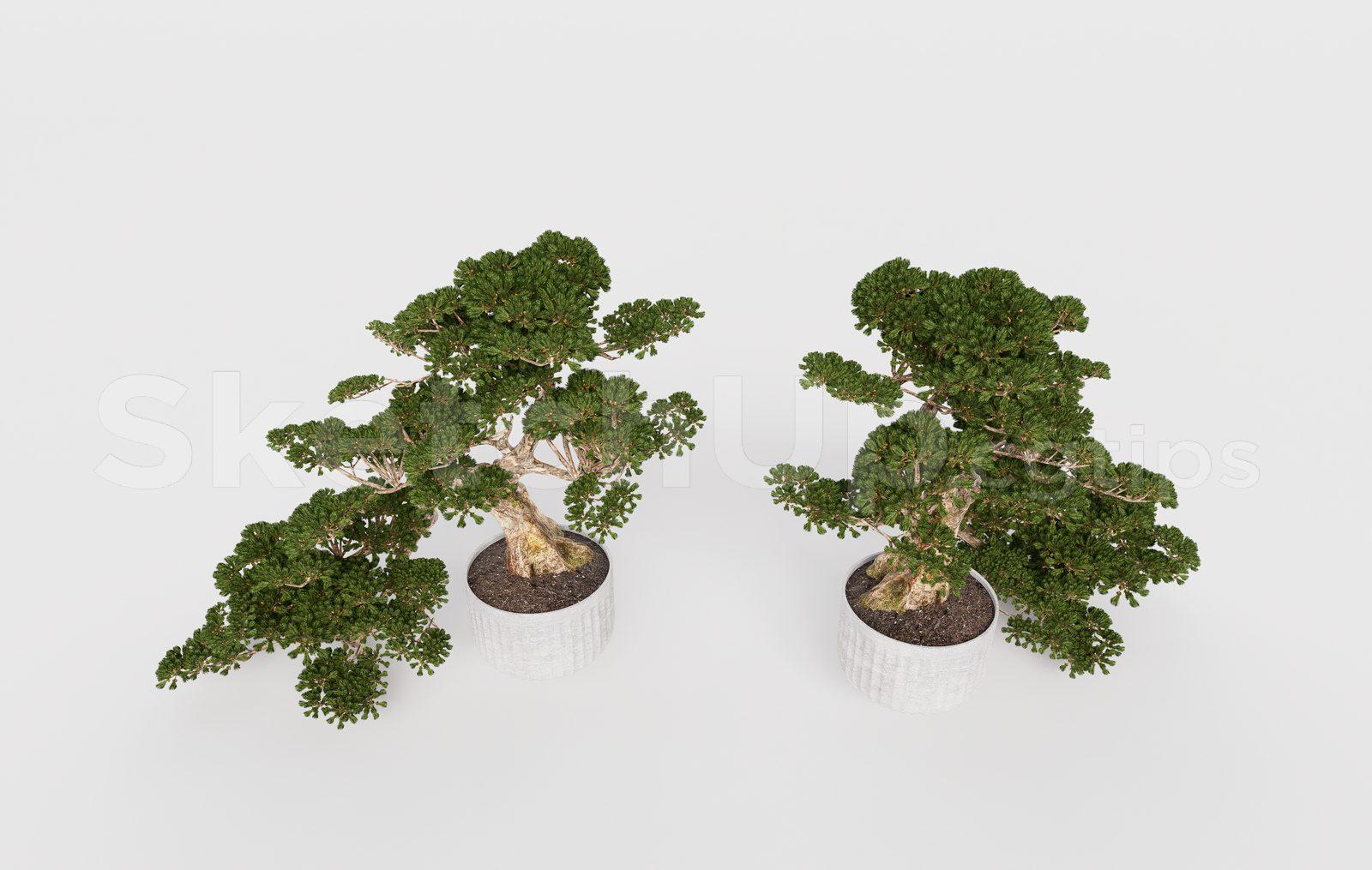 BonSai Tree
