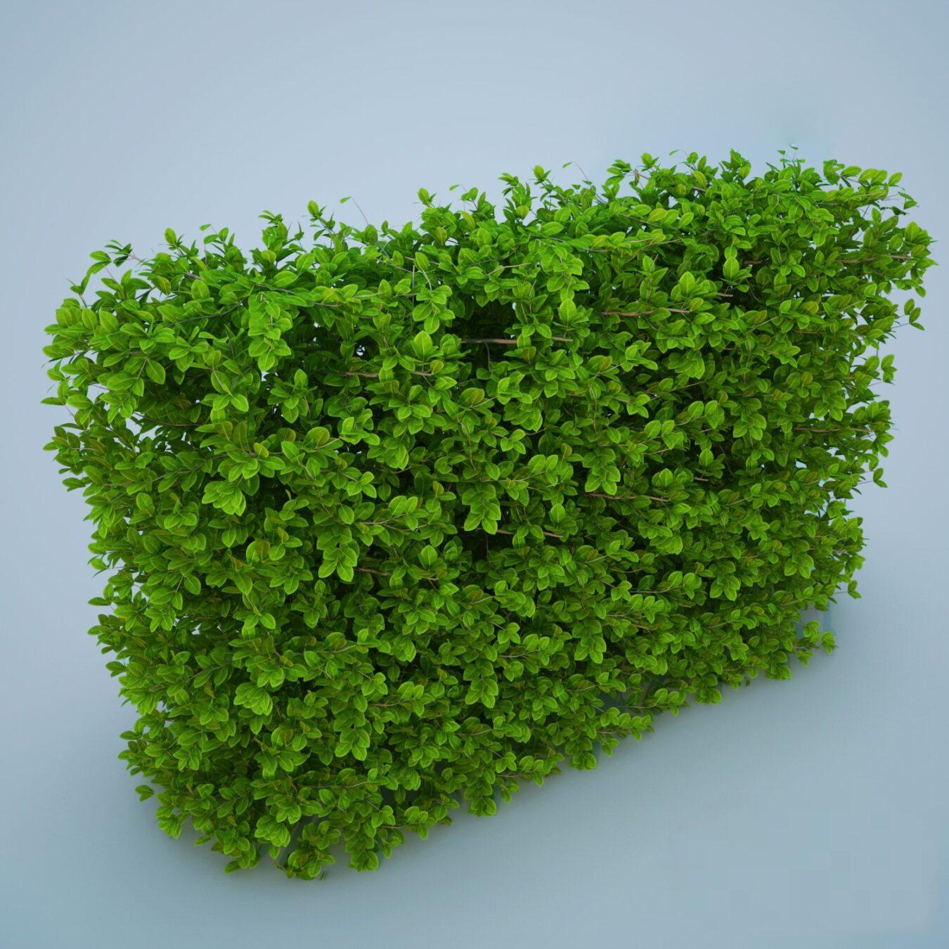 Bush