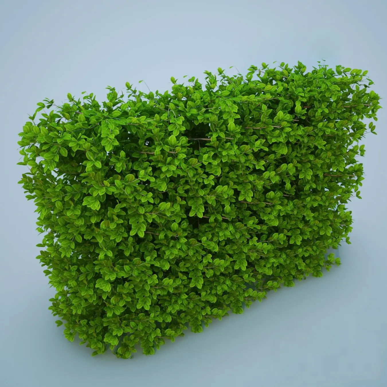 Bush — preview 1 (cgtips)