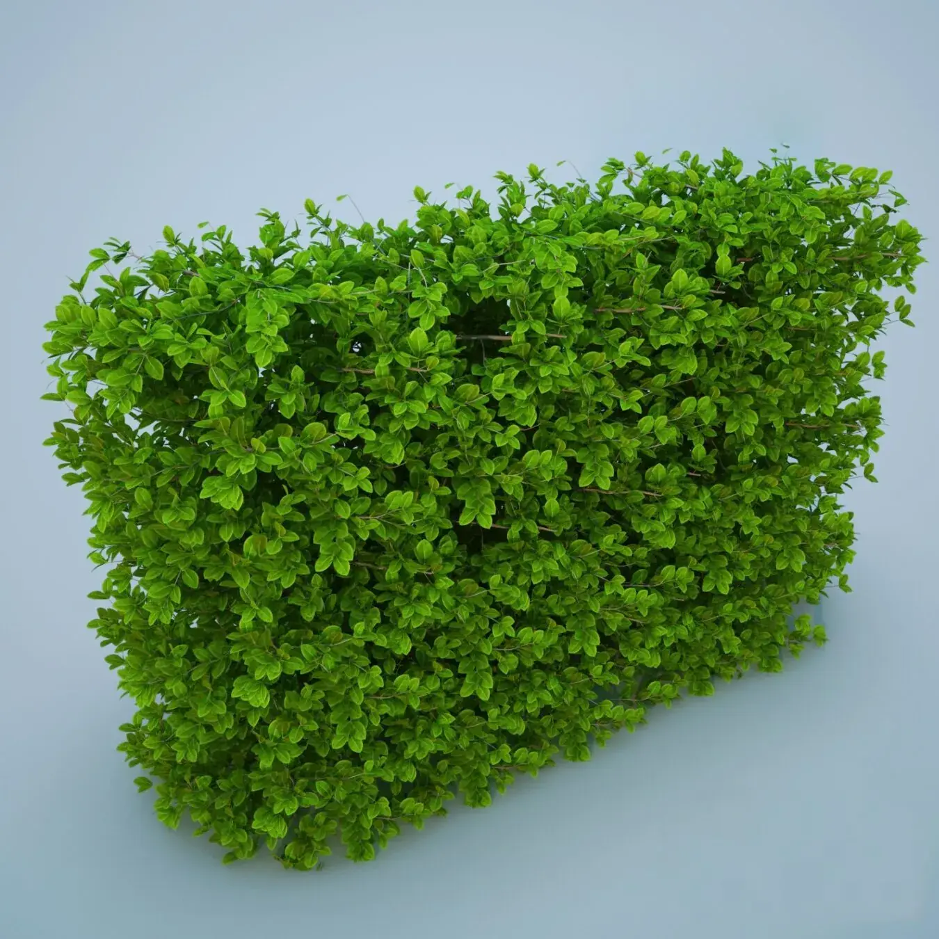 Bush