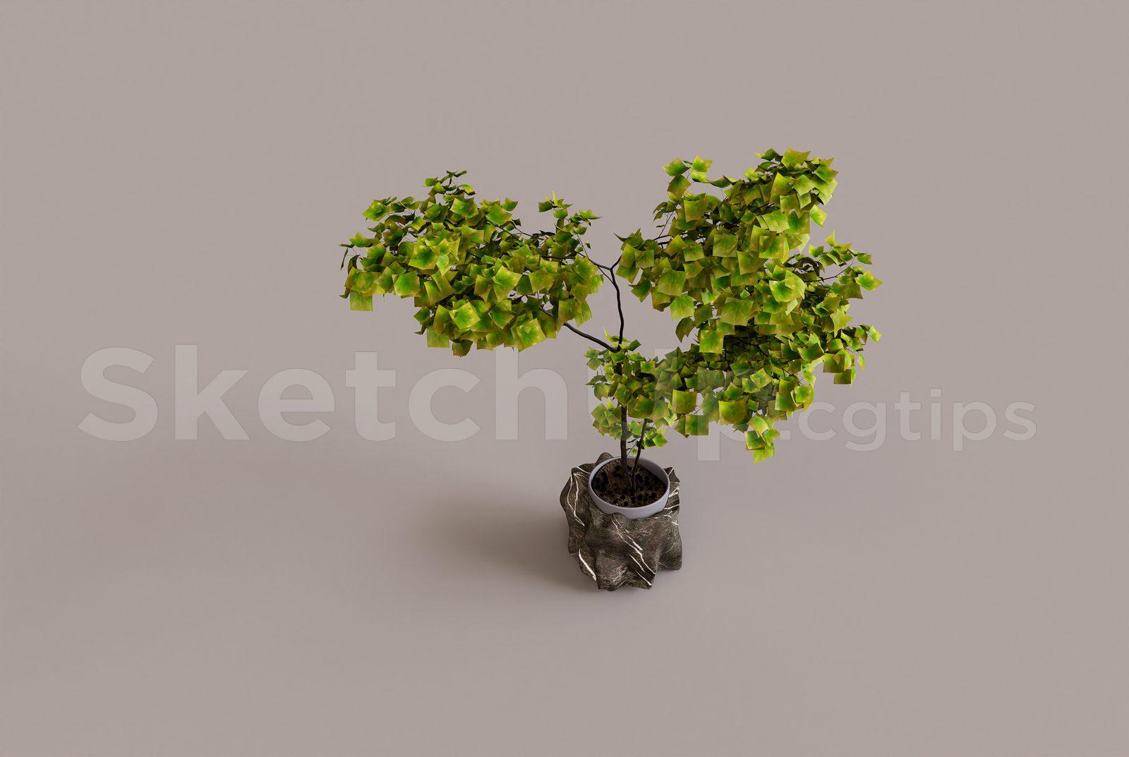 Plant