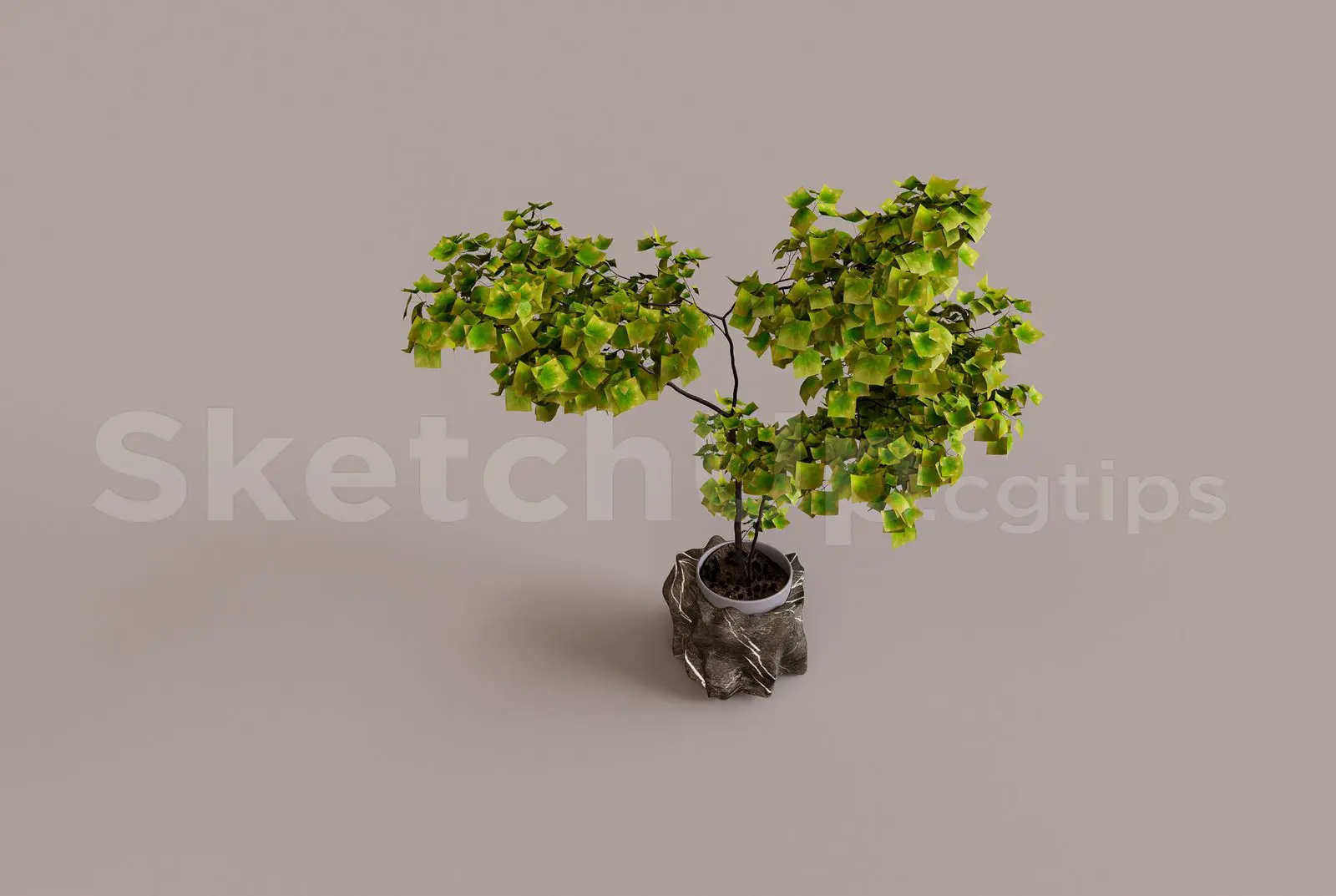 Plant