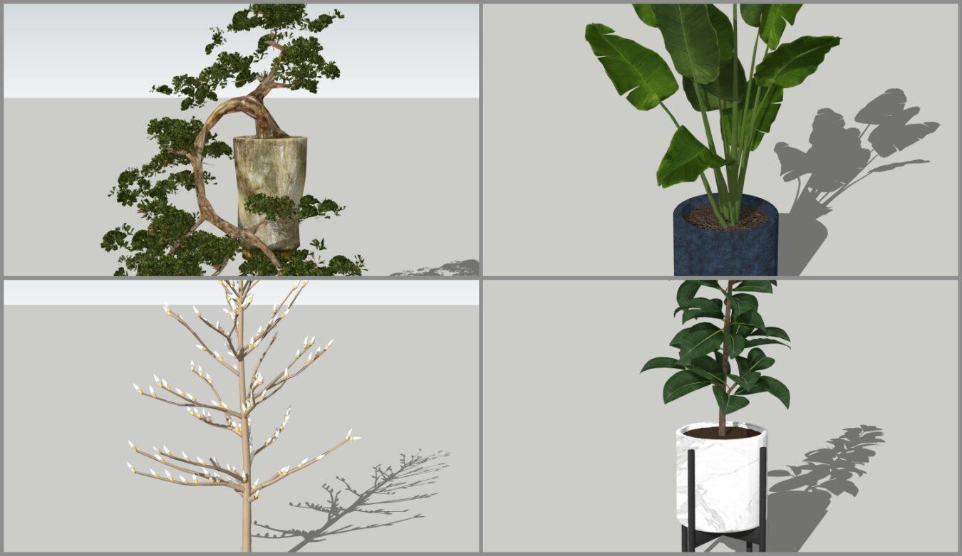 Plant