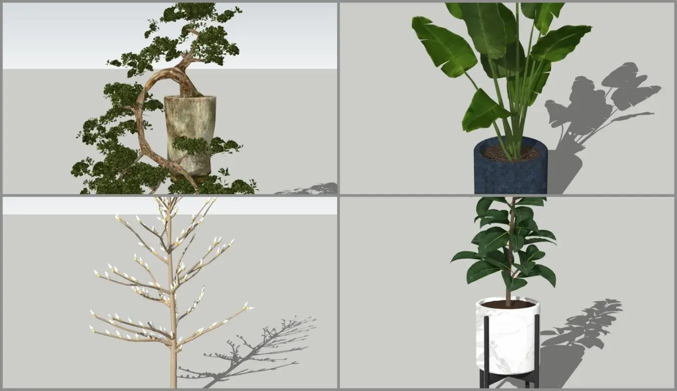 Plant