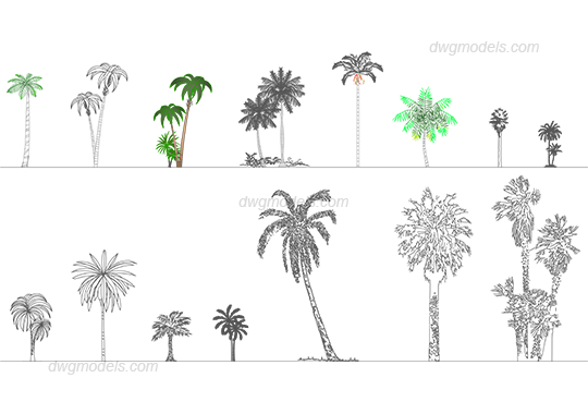 Palms 1