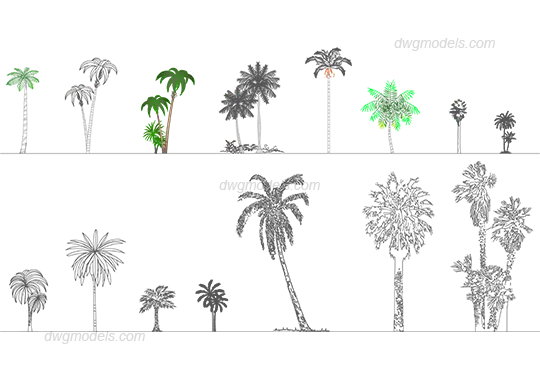 Palms 1