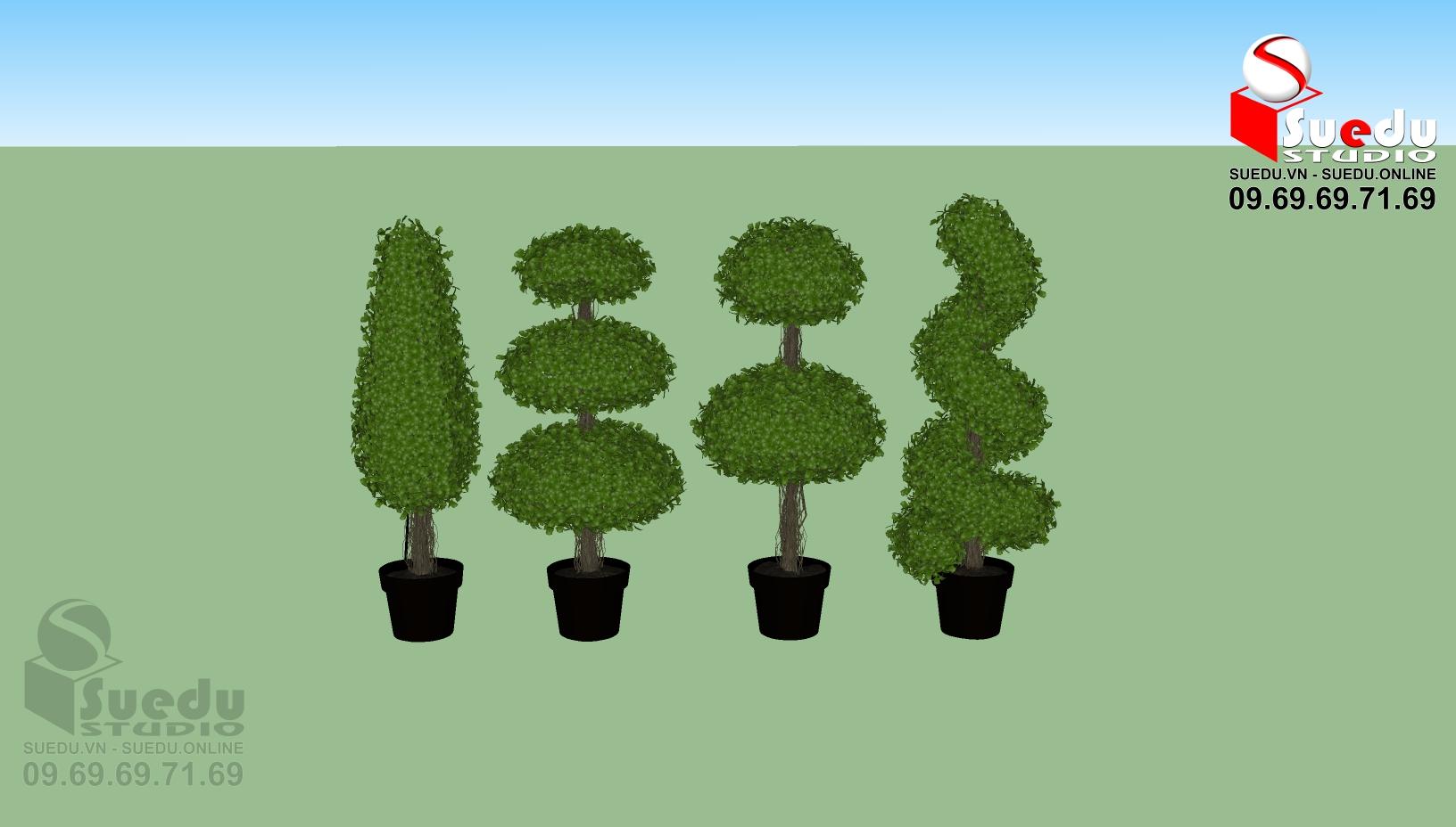 BonSai Tree