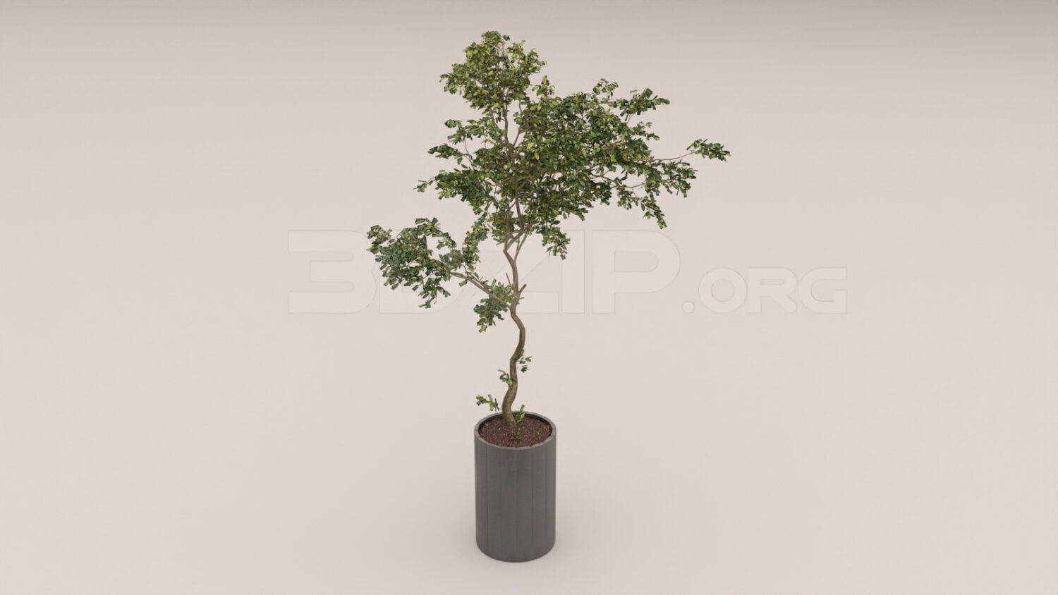 Plant