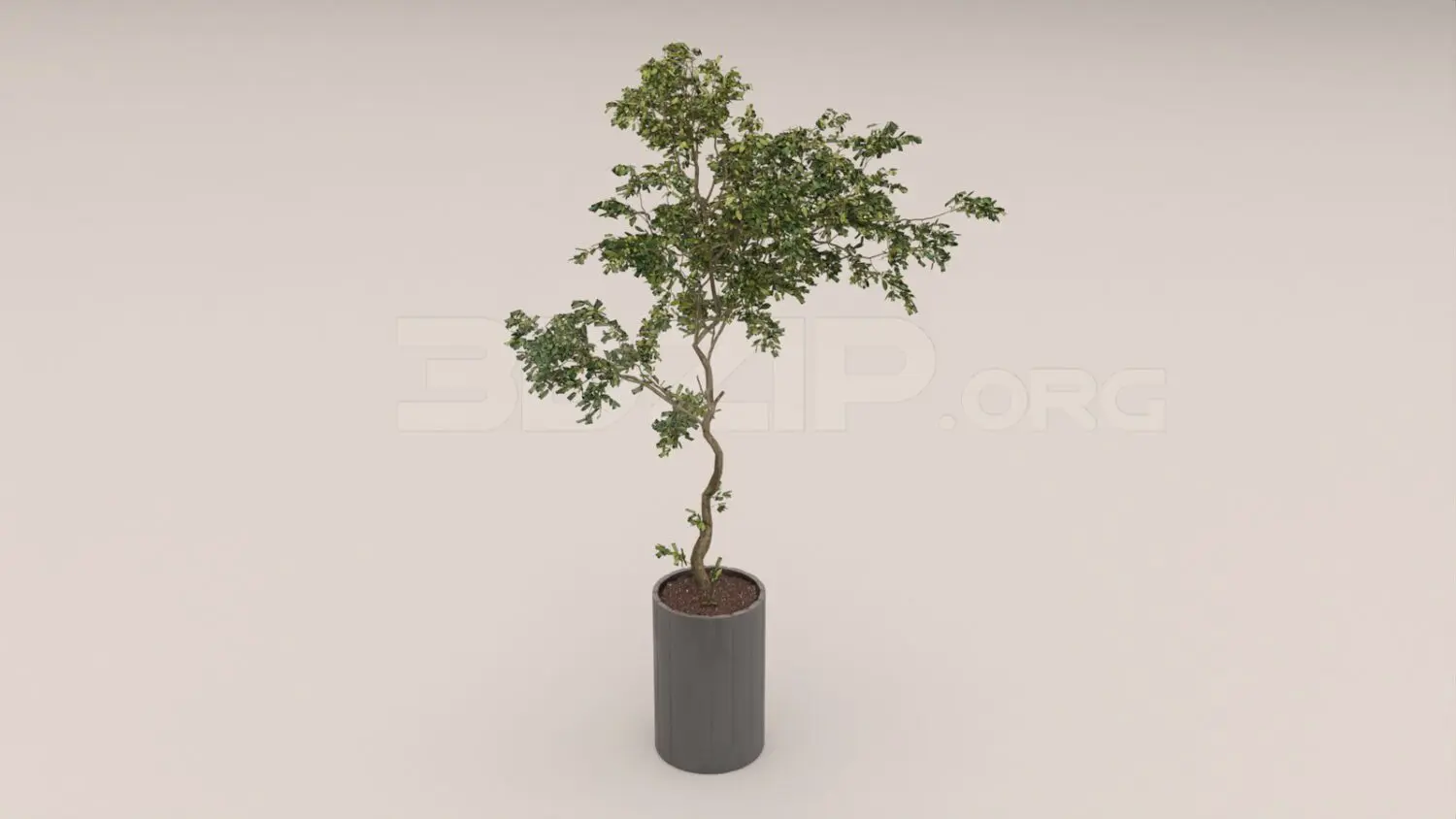 Plant