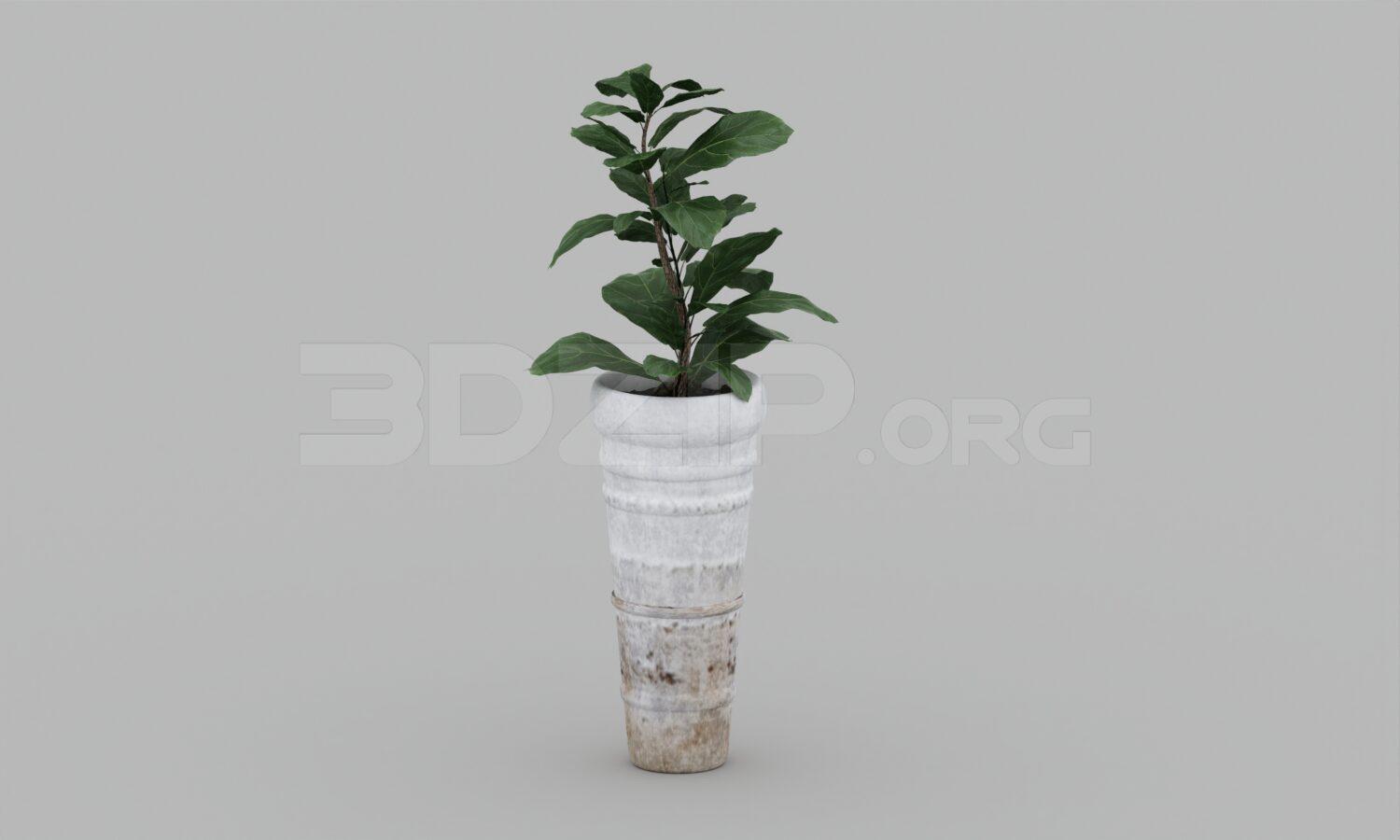 Plant