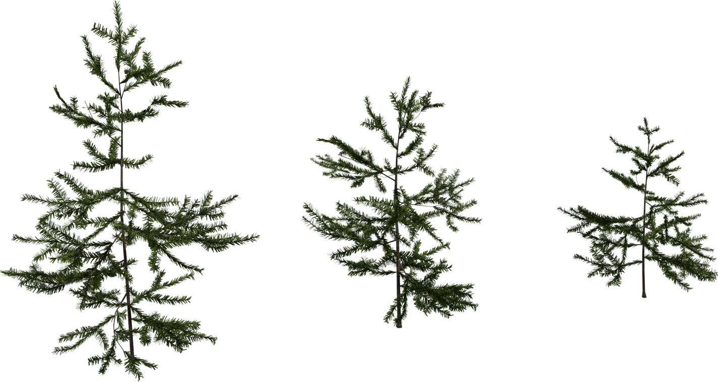 Fir Sapling