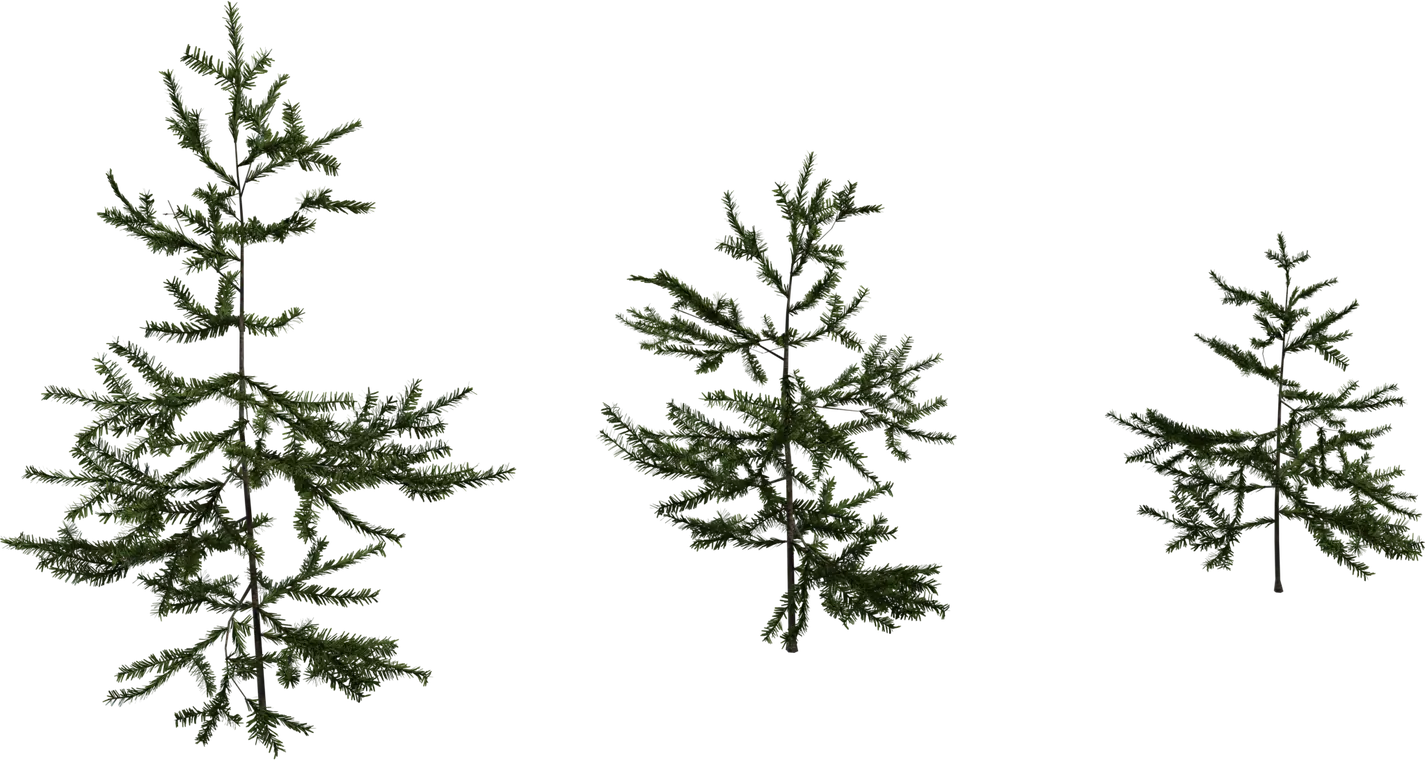 Fir Sapling — preview 1, by Rico Cilliers, Rob Tuytel (Poly Haven, CC0)