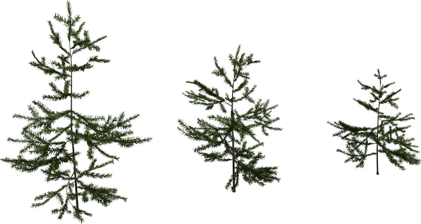 Fir Sapling