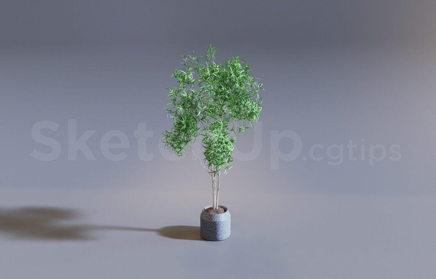 Plant