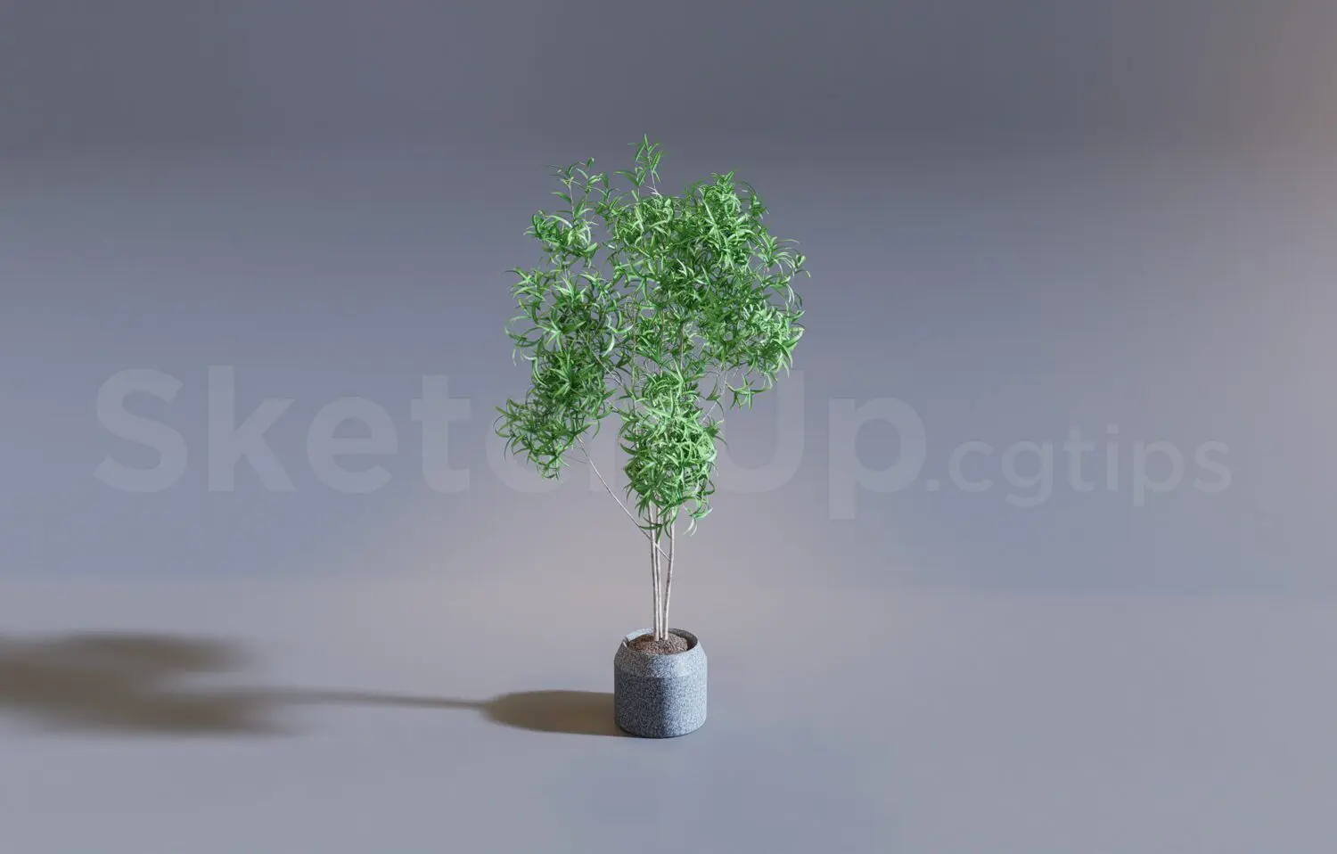Plant