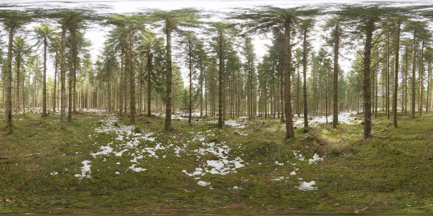 Snowy Forest
