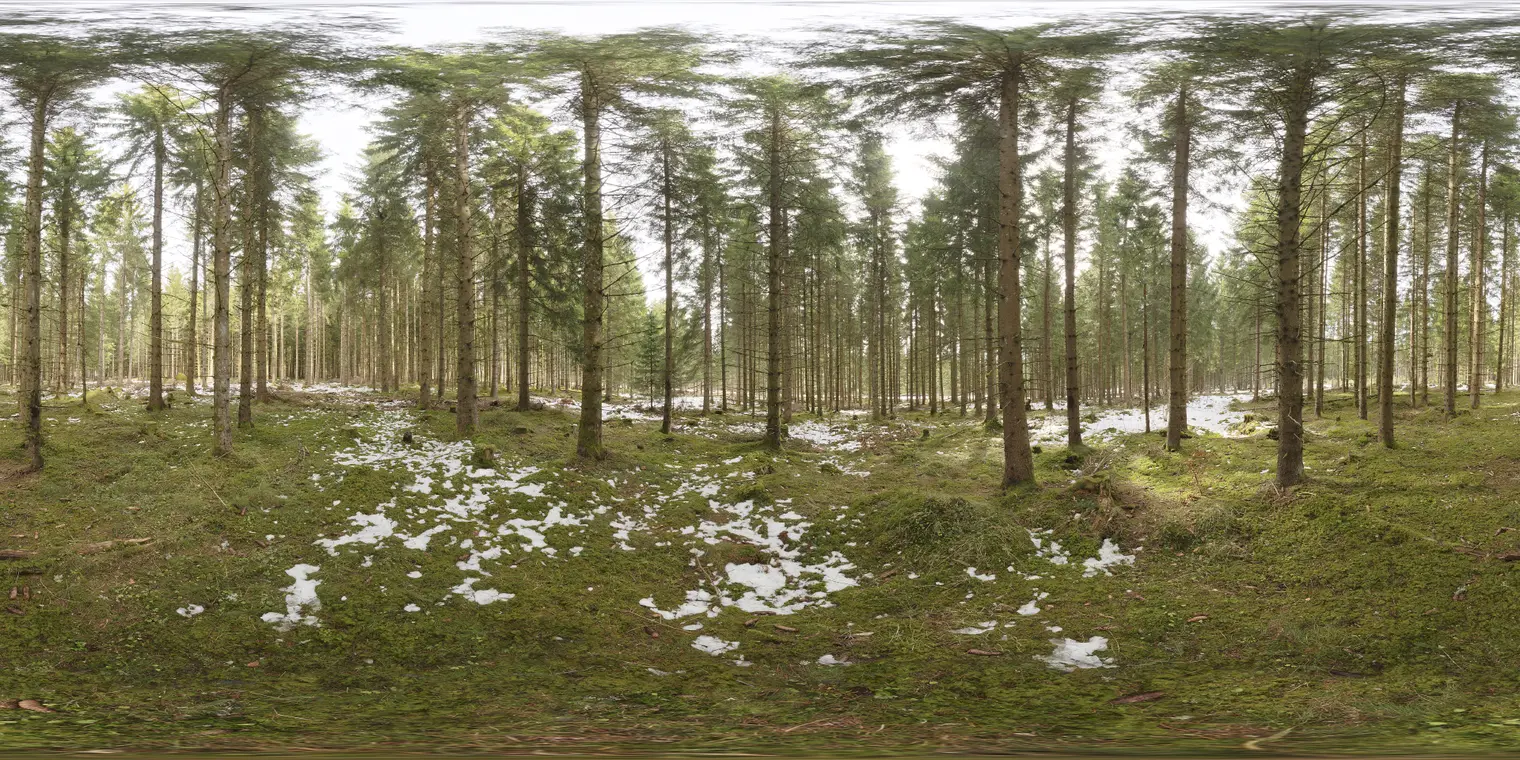 Snowy Forest
