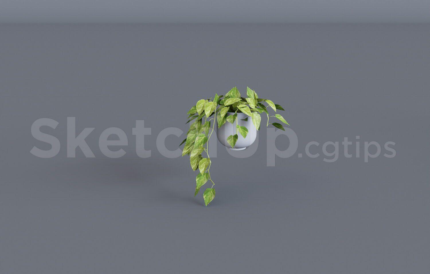 Plant