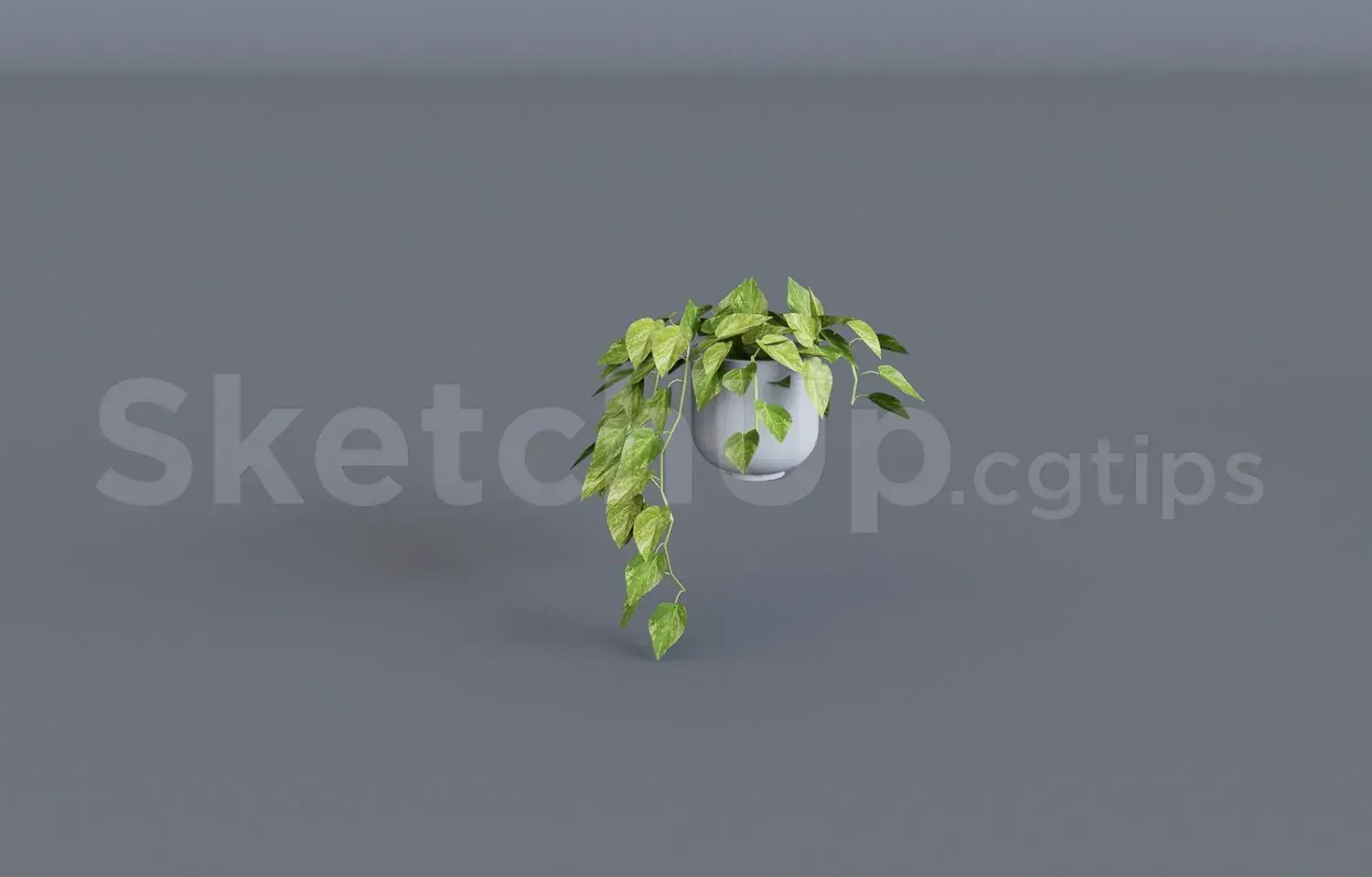 Plant