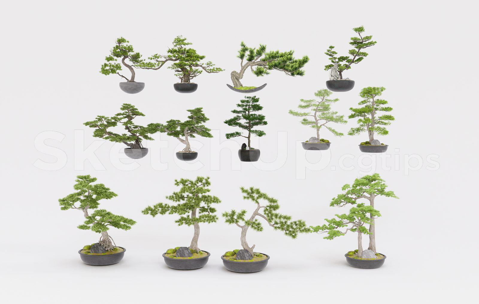 BonSai Tree