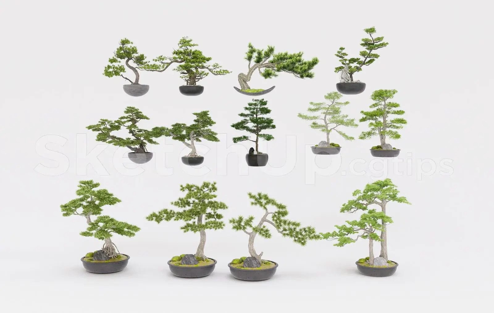 BonSai Tree