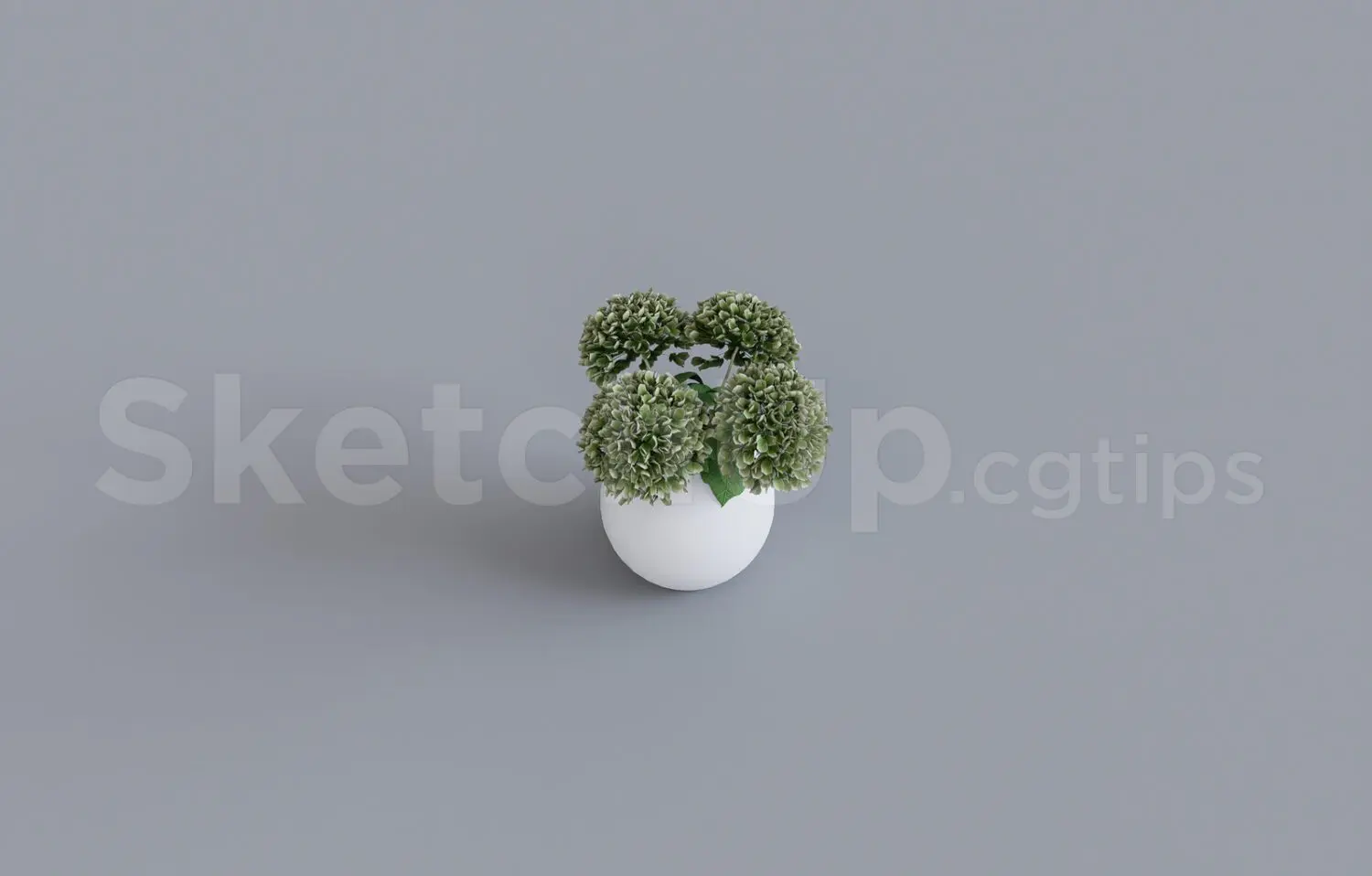 Plant