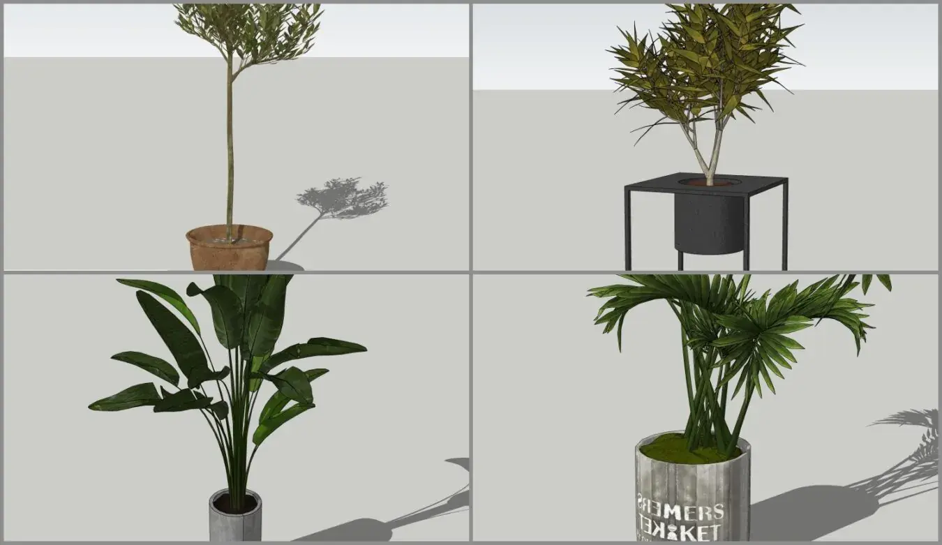 Plant