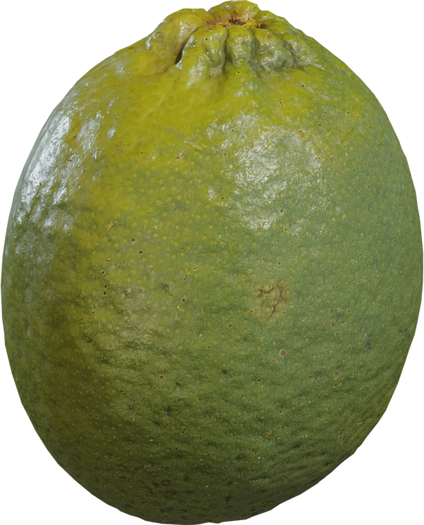 Food Lime 1
