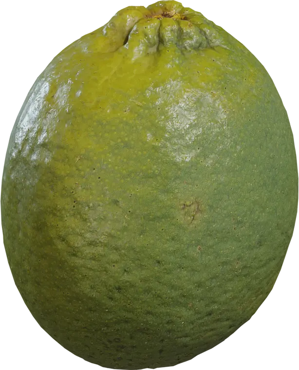 Food Lime 1