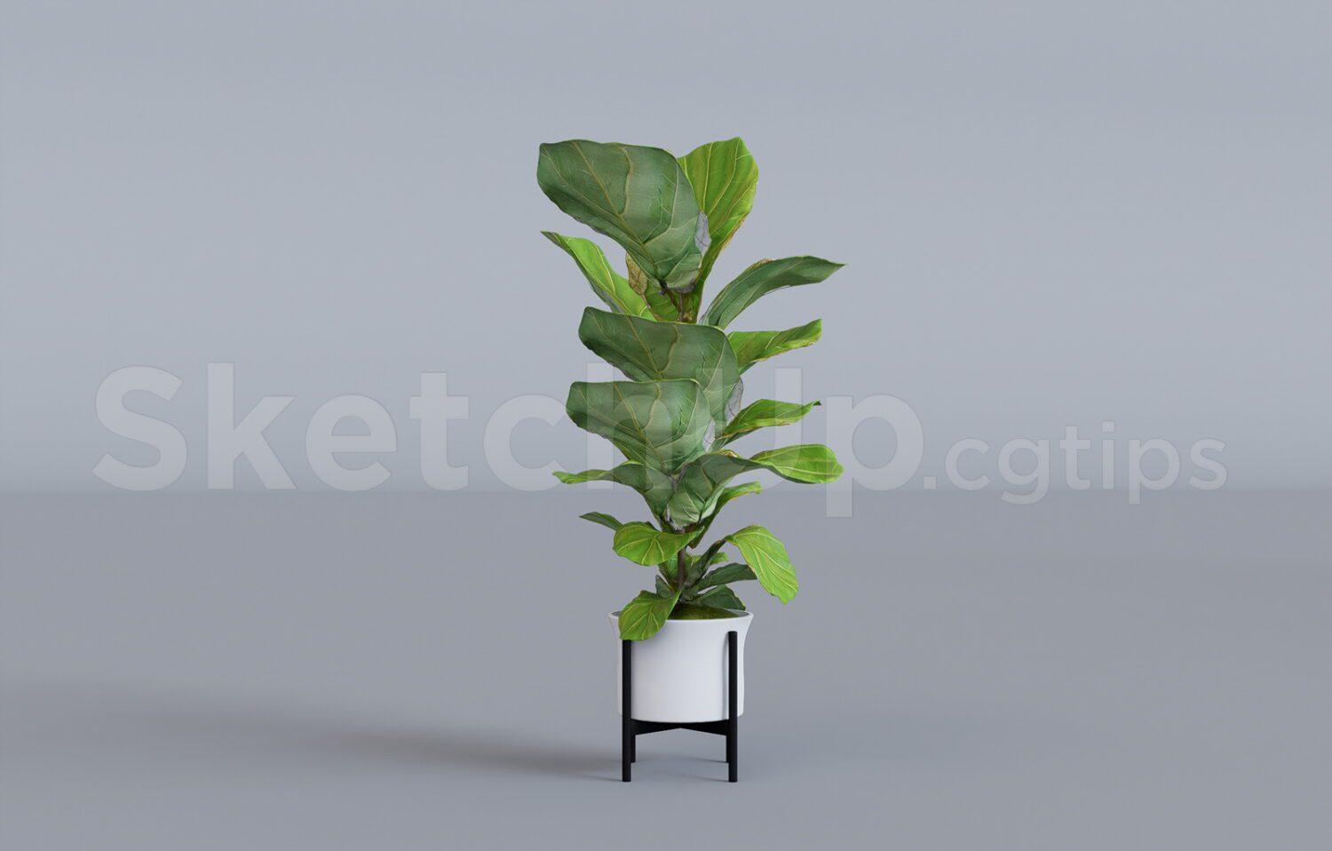 Plant