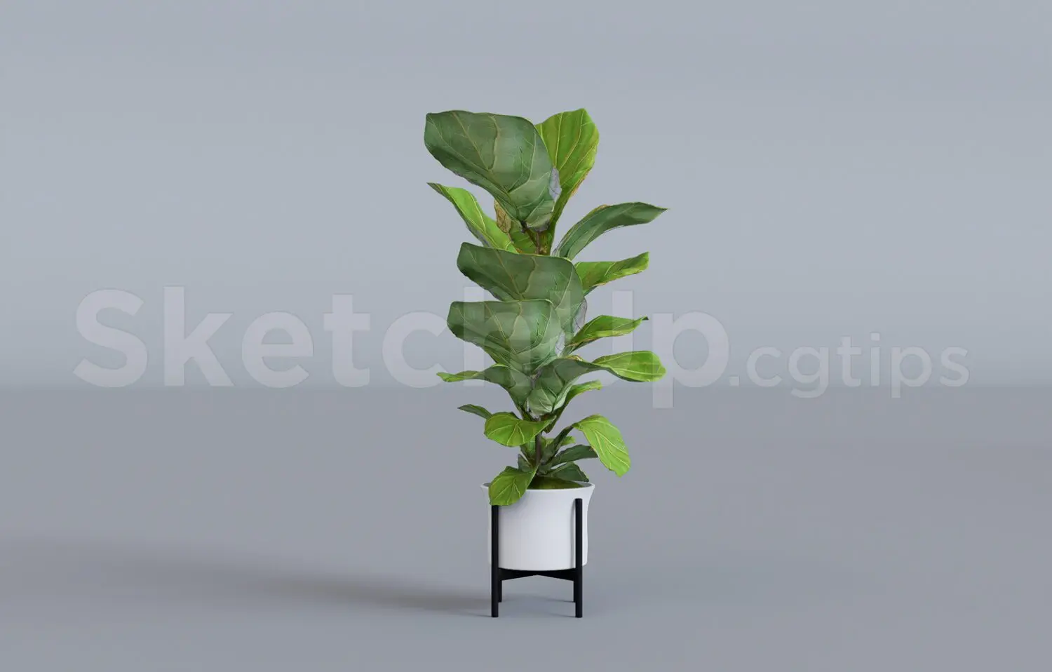 Plant