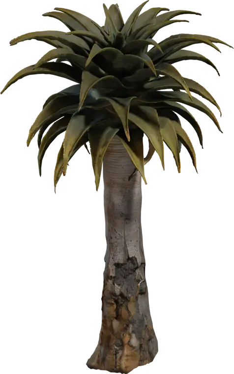 Quiver Tree 2 — preview 1, by Dario Barresi, Rico Cilliers (Poly Haven, CC0)