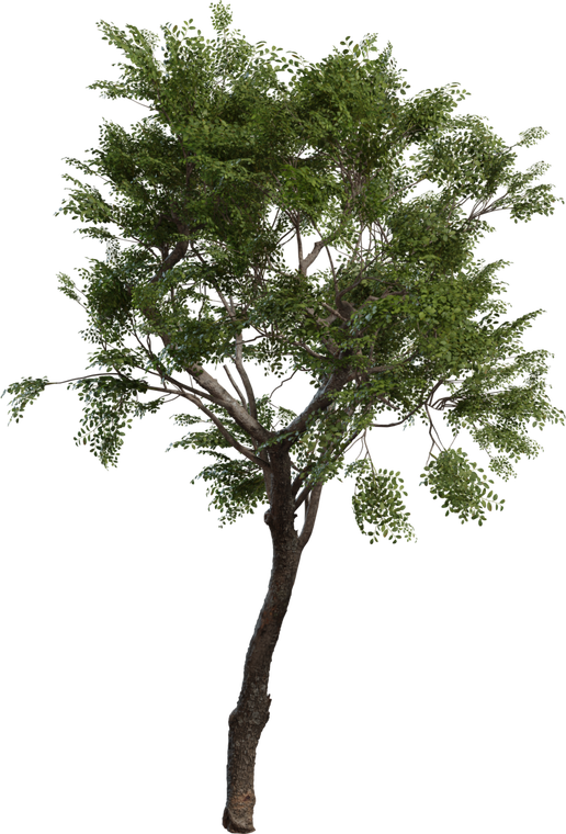 Tree Small 2