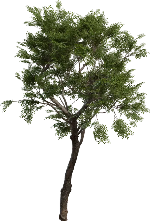 Tree Small 2 — preview 1, by Rico Cilliers (Poly Haven, CC0)