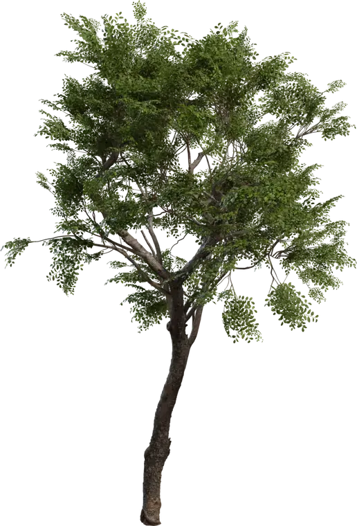 Tree Small 2