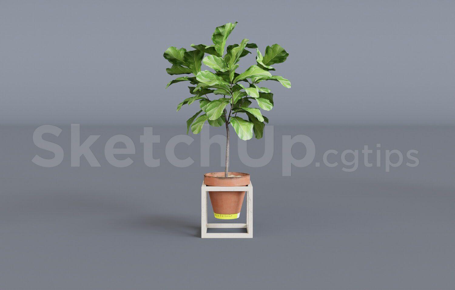 Plant