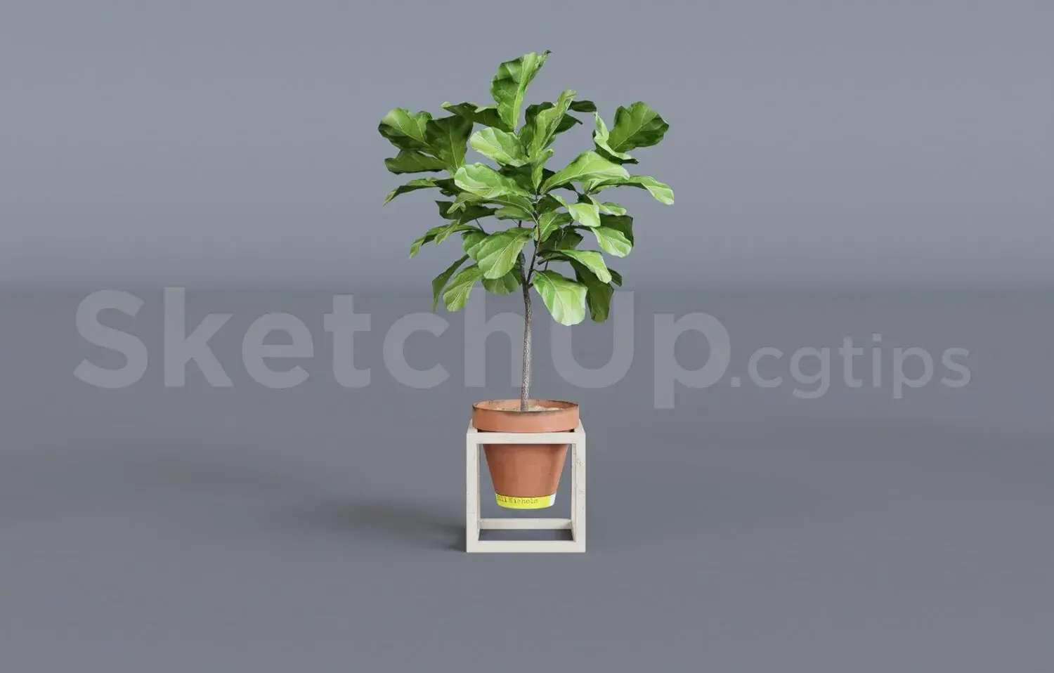 Plant