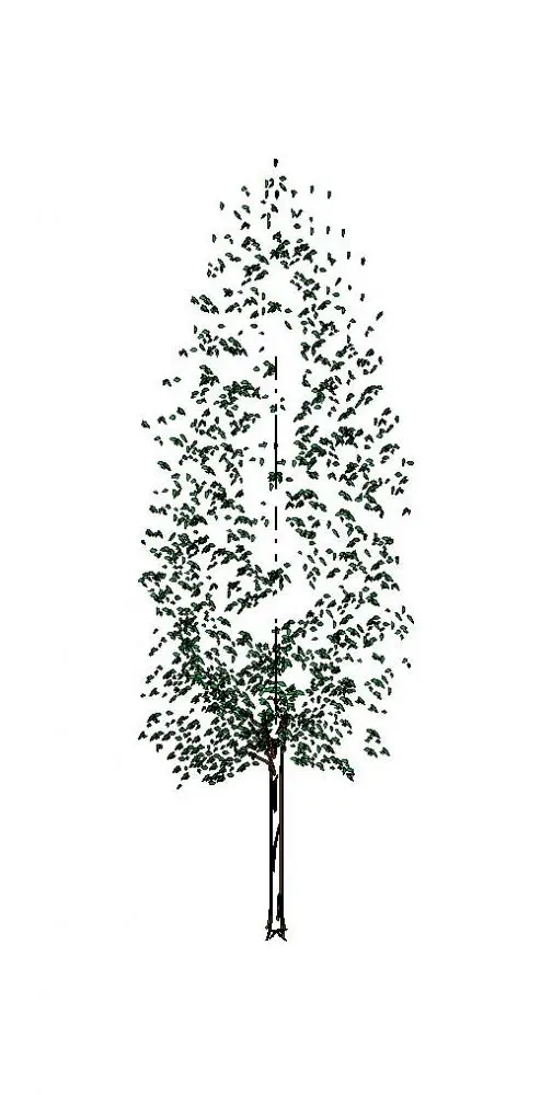 desciduous tree Tall