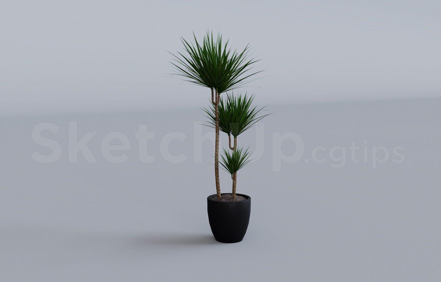 Plant