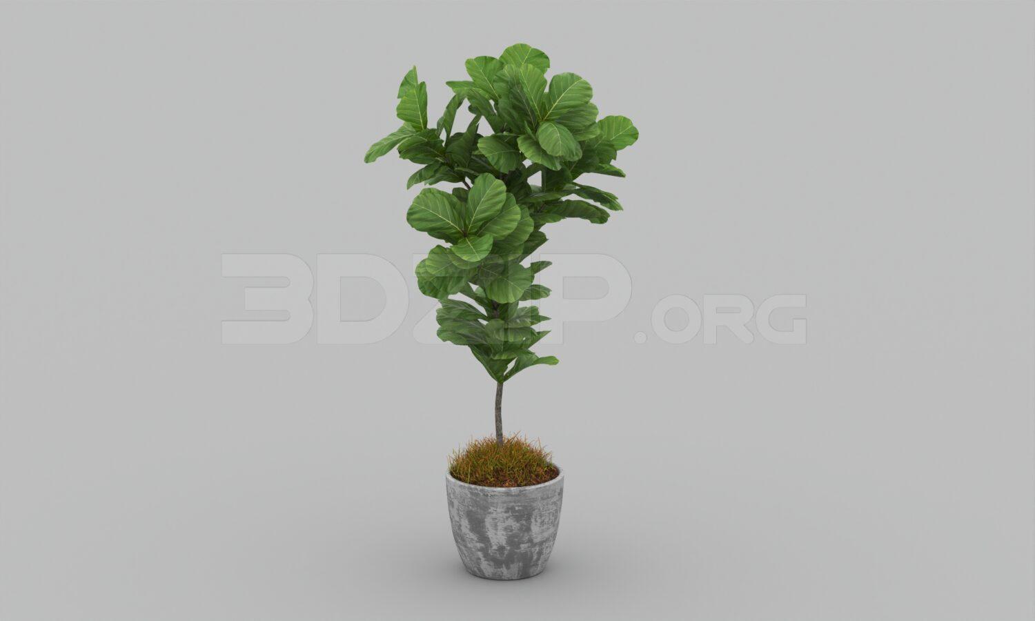 Plant